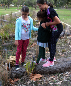 Looking for tadpoles in the local stream.